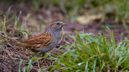accenteur mouchet (prunella)