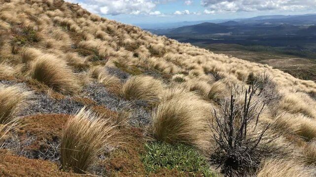 Tongariro National Park New Zealand Tussock grasses in the wind