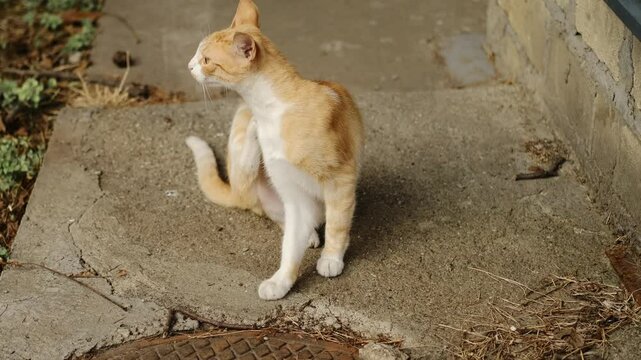 A red-and-white striped street cat scratches with its paw while sitting outside. The problem of abandoned animals. Allergies, itching, or irritation caused by fleas and other insects