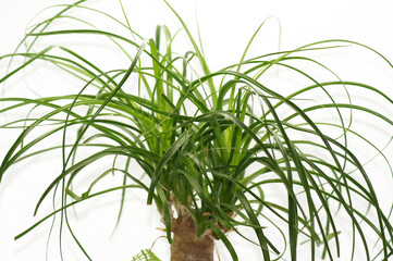 Elefantenfuß Beaucarnea recurvata Pflanze im Blumentopf