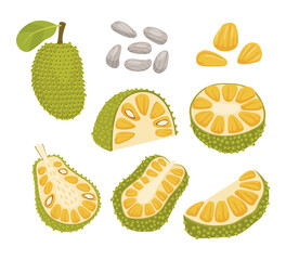 Set of jackfruit collection kit with Ripe Bright Green Jackfruit with Seed Coat and sliced jackfruit, cut, whole and seeds fibrous core, isolated on white background, flat vector illustration.