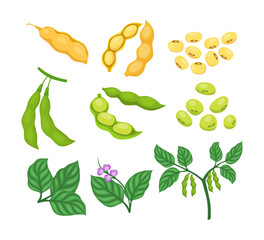 Set of raw soybeans collection kit with Soybean pod, growing soybeans plant or soya beans with flower and branches, farming protein food, beans ripe legumes. Vegan diet protein nutrition ingredient.