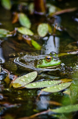 Closeup Green Frog in Water