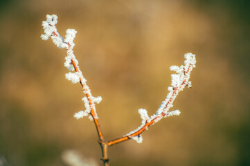 A minimalist winter scene: Bare branches etched with frost.