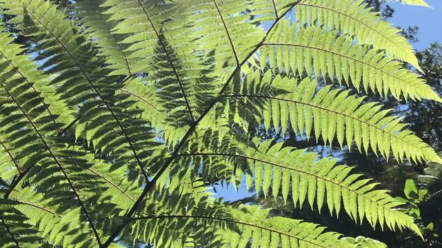 Rangitoto Island near Auckland New Zealand Fern trees