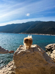 Dog stands on a rock by the sea with mountains visible in the background during a sunny day