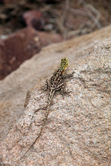 Namib Rock Agama sitting on a rock, Damaraland Namibia
