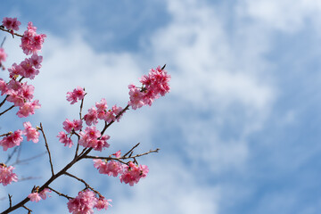 カンヒザクラ・沖縄の春