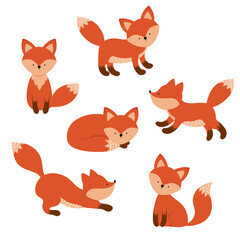 Cute fox, animal in different poses.