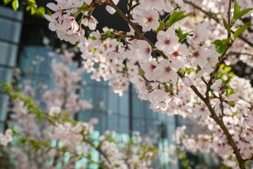 Blossoming fruit tree flowers in urban environment in the city center in the spring