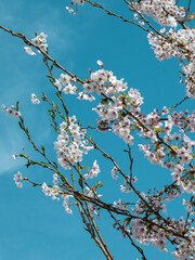 Cherry tree in full bloom with delicate white blossoms under a bright blue sky in spring. Vertical orientation