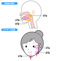 唾液腺の位置とマッサージ