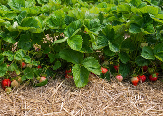 Close up of a strawberry plantation with lush green plants and ripe red strawberries on a bed of...