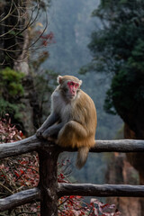 Monkey in Zhangjiajie China Avatar Mountains