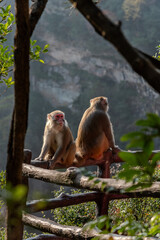 Monkeys in Zhangjiajie China Avatar Mountains