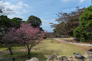 春の今帰仁城跡・沖縄県・1月のカンヒザクラ