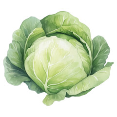 Fototapeta premium simple watercolor illustration of A Cabbage, on the edge of it, against a white background.