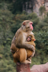 Monkeys in Zhangjiajie China Avatar Mountains