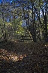 Clear day in the forest