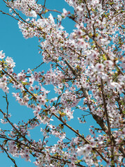 Cherry tree in full bloom with delicate white blossoms under a bright blue sky in spring. Vertical orientation