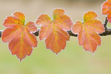 Obraz premium Close-up of three frost-covered autumn leaves on a branch.