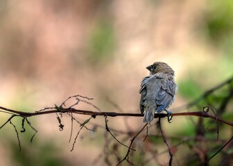 Small bird perched on a branch