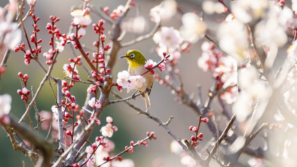 Charming Japanese White-eye Amid Plum Blossoms