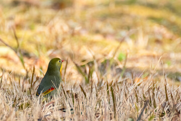 Red-billed Leiothrix Bird in the Wild