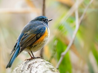 森の中で枯れ木に留まって周りを見渡しているルリビタキの雄