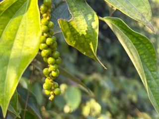 Authentic Kampot Pepper Harvest at La Plantation, Cambodia. Experience the world-renowned Kampot pepper at La Plantation, Cambodia, where tradition and quality meet. This captivating image showcases l