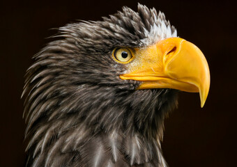 A close up of a Steller's sea eagle, (Pacific sea eagle or white-shouldered eagle)