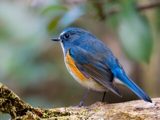 森の中で枯れ木に留まって周りを見渡しているルリビタキの雄