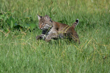 Bobcat kitten running in the grass