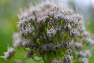 Allium nigrum flower bud, common name black garlic. Close up of white onion flower on natural, organic, or botanical background. Macro shot