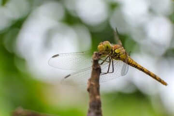 Dragonfly perched on a thin, brown twig, captured in sharp detail against a backdrop of blurred. Dragonfly on dry tree branch in nature. Detailed macro image, close up
