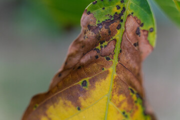 Diseased leaf with brown, yellow, and green spots. Diseased leaf with multiple colored spots. Close up, macro, discoloration, sick, significant damage, infection, bacterial scorch, blurred background