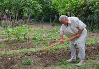Farmer working in vegetable garden with hoe. Old senior farmer man plowing agricultural land with a hoe in the garden, countryside in spring Concept of rural life, sustainable living, horticulture