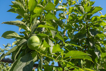 Green plums on a tree branch against a blue sky. Fresh green plums growing on a tree branch. Fruit and lush leaves, closeup