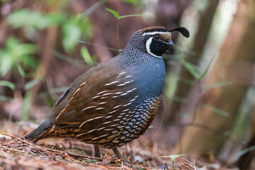 pheasant in the wild