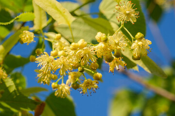 Obraz premium Beautiful tilia linden tree flowers, blossoms with green leaves in spring. Yellow linden flowers on a tree. Nature spring background. Concept of pharmacy, natural medicine, tea, closeup