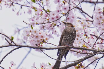 bird on a branch