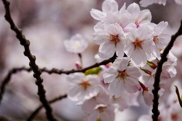 満開の桜