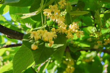 Beautiful tilia linden tree flowers, blossoms with green leaves on a tree in spring. Yellow linden flowers. Nature spring background. Concept of pharmacy, natural medicine, tea, closeup