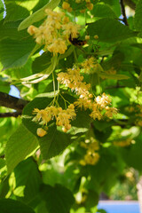 Beautiful tilia linden tree flowers, blossoms with green leaves on tree in summer. Yellow linden flowers. Nature spring background. Concept of pharmacy, natural medicine, herbal tea, close up