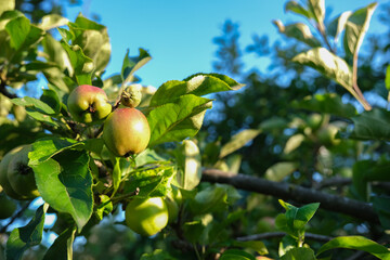 Fresh green apples on a tree branch against a clear blue sky. Juicy green apples growing hanging on a tree branch in a summer garden. Close up, sunny day
