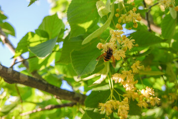 Honey bee on a flower on the branches of a linden tree on a sunny day in summer. Bee gathers pollen from a blooming linden tree. Beautiful nature spring background
