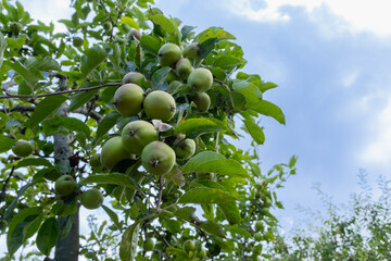 green, detail, crop, plant, diet, fall, delicious, colorful, farm, grow, idea, concept, copy space, background, juicy, fruit, among, nestled, domestica, malus, ripe, apple, hang, lush, close up, tree