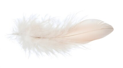 Obraz premium Single Delicate Beige Feather Isolated on White Background