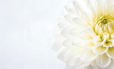 Delicate white dahlia flower detail with soft colors and copy space for design