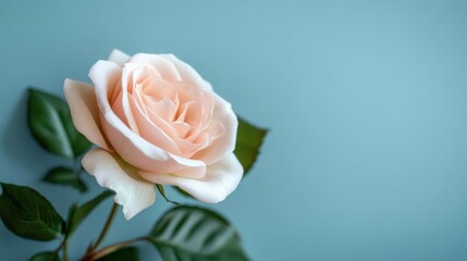 Fototapeta premium A Delicate, Light Pink Rose Against A Soft Blue Background. The Image Is Serene And Peaceful, Perfect For A Romantic Mood.